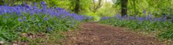 Bluebell Wood Wallpaper