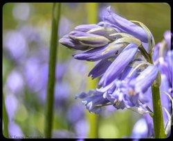 Bluebell Wood Wallpaper