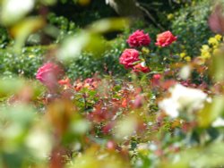 The Rose Garden, Greenwich Park Wallpaper