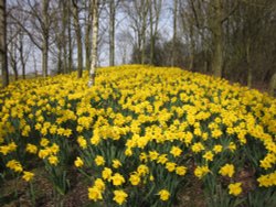 Daffodills near Takeley Wallpaper