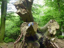 Lewesdon Hill Wallpaper