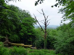 Lewesdon Hill Wallpaper