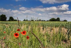 atherstone Wallpaper