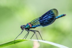 Atherstone Wallpaper