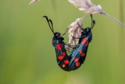 Hartshill Hayes Wallpaper