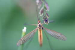 Hartshill Hayes Wallpaper