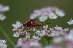 Hartshill Hayes Wallpaper