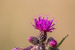 Hartshill Hayes Wallpaper