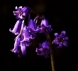 Bluebell Wallpaper