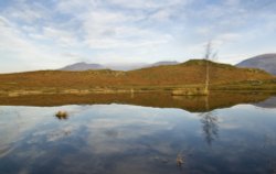 Reflections on Lily Tarn Wallpaper