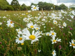Wildflower meadow, Draycote Wallpaper