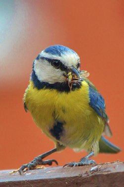 Blue Tit