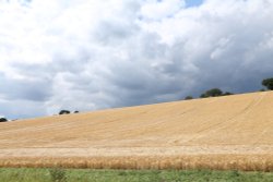 Wheat field with stormy sky on the Hernes Estate near Henley-on-Thames Wallpaper