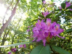 Rhododendron, Cawston Woods
