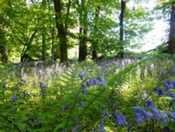 Bluebells, Cawston Woods Wallpaper