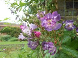 Rose Pergola, Kew Gardens Wallpaper