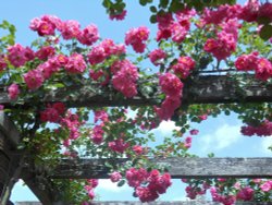 Rose Pergola, Kew Gardens Wallpaper