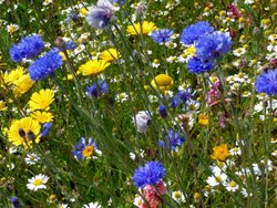 South Petherton Wallpaper