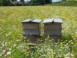 South Petherton Wallpaper