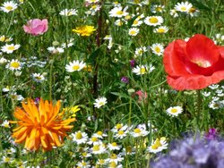 South Petherton Wallpaper