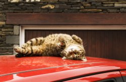 An Ambleside cat Wallpaper