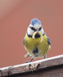 Blue tit