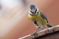 blue tit Wallpaper