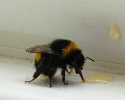 Bee having his tea! Wallpaper