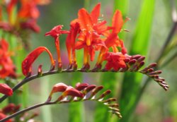 Eastcote house garden Wallpaper