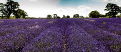 Faulkland Lavender Fields Somerset Wallpaper