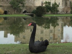 Black swan Leeds Castle Wallpaper