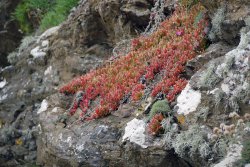 Lizard Point Wallpaper