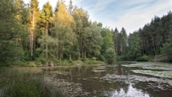 Carp Pond, Brierley. Wallpaper