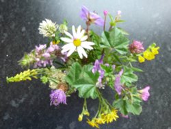 Wild flowers from a Thurmaston meadow Wallpaper