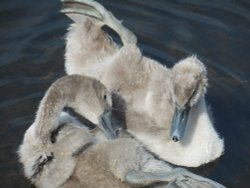 Cygnets, Coombe Abbey Wallpaper