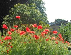 Poppies, Coombe Abbey Wallpaper