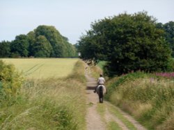 'The Grove' Wallpaper