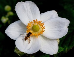 Hoverfly on japanese anemone flower. Wallpaper