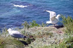 Port Isaak Wallpaper