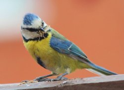 'Blue tit feeding' Wallpaper