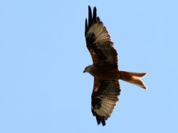 Red Kite Wallpaper