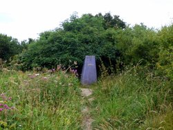 Berry Head Wallpaper