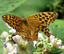 Langdon Woods Wallpaper