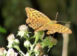 Langdon Woods Wallpaper