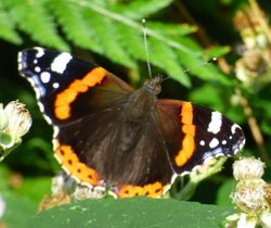 Langdon Woods Wallpaper