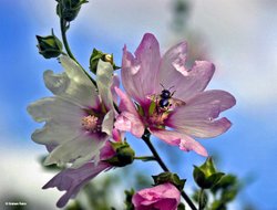 A dorset Garden, Shillingstone. Wallpaper