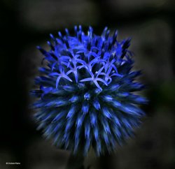 A Dorset Garden, Shillingstone. Wallpaper