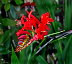 A Dorset Garden, Shillingstone. Wallpaper