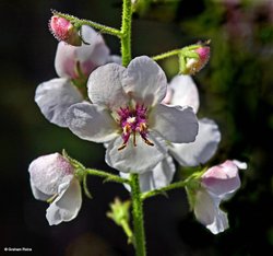 A Dorset Garden, Shillingstone. Wallpaper