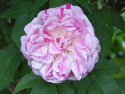 Rose at Mottisfont Abbey Wallpaper